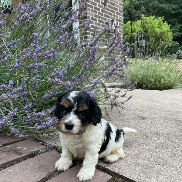 Sammy, Cockapoo Puppy