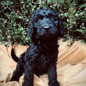 Spruce, Goldendoodle Puppy