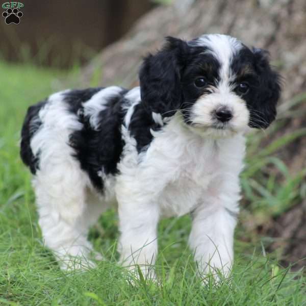 Darla, Cockapoo Puppy