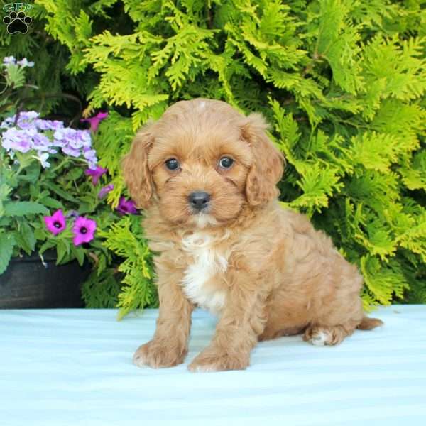 Colson, Cavapoo Puppy