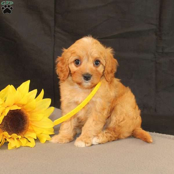 Kelly, Cavapoo Puppy