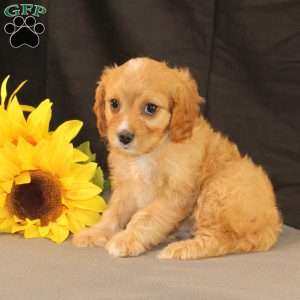 Kim, Cavapoo Puppy