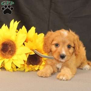 Kody, Cavapoo Puppy