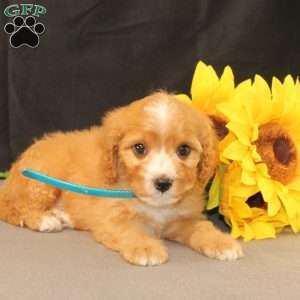 Kyle, Cavapoo Puppy