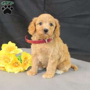 Dana, Golden Cavadoodle Puppy