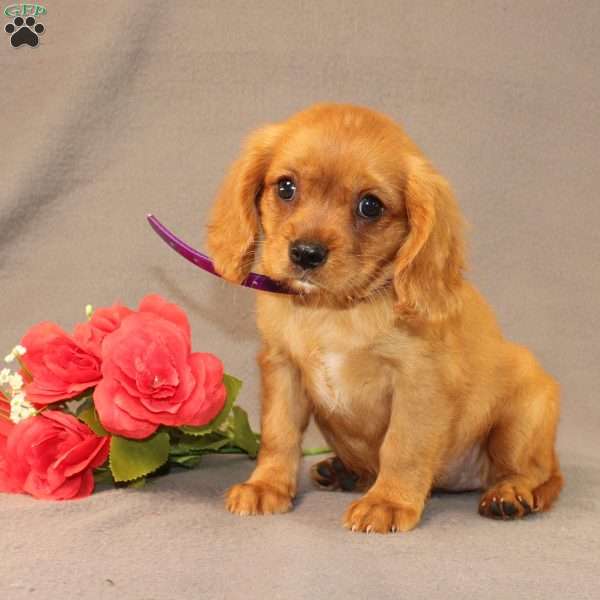 Nicole, Miniature Golden Retriever Puppy