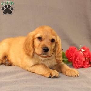 Nick, Miniature Golden Retriever Puppy