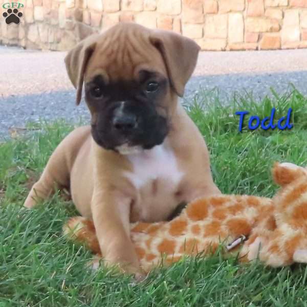 Todd, Boxer Puppy