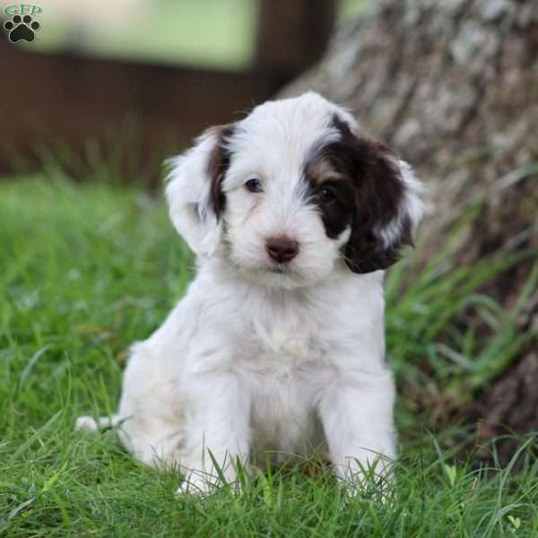 Duke, Cockapoo Puppy