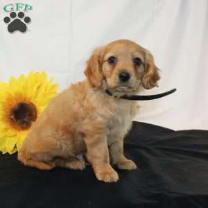 Zaine, Miniature Golden Retriever Puppy