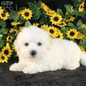 Applebud, Bichon Frise Puppy