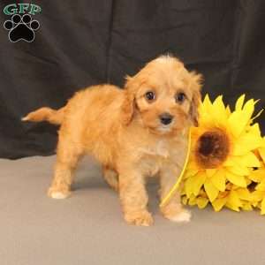 Kelly, Cavapoo Puppy