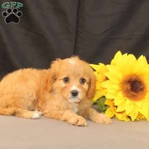 Karla, Cavapoo Puppy