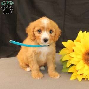 Kyle, Cavapoo Puppy