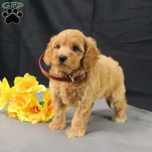 Dana, Golden Cavadoodle Puppy