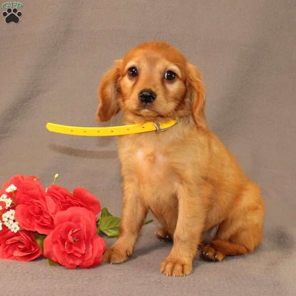 Naomi, Miniature Golden Retriever Puppy