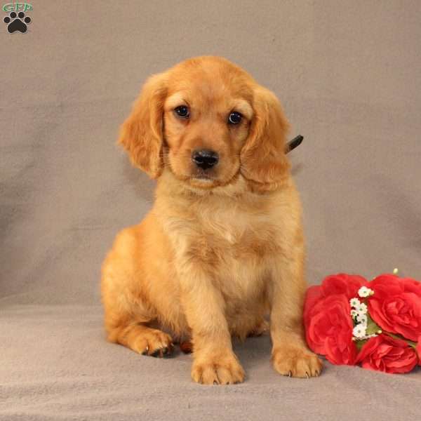 Nick, Miniature Golden Retriever Puppy