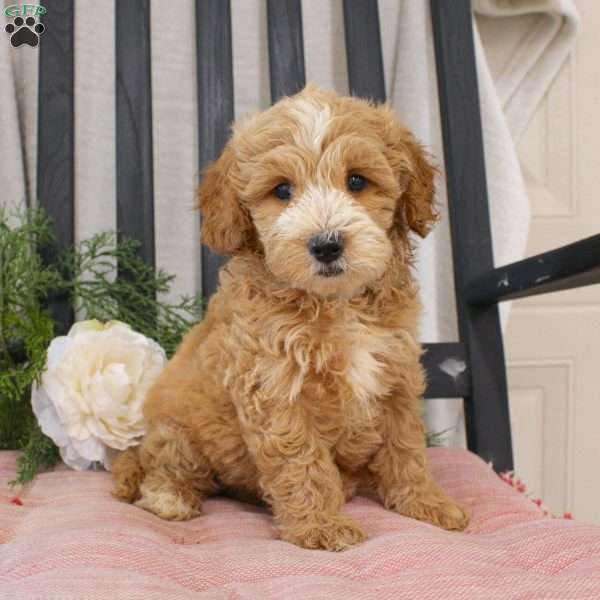 Rita, Mini Goldendoodle Puppy