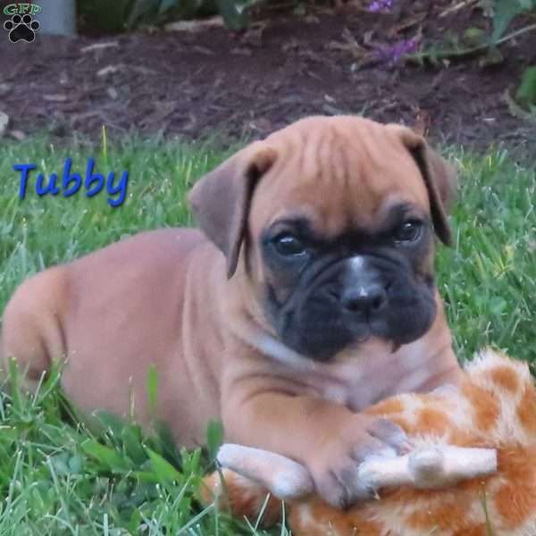 Tubby, Boxer Puppy