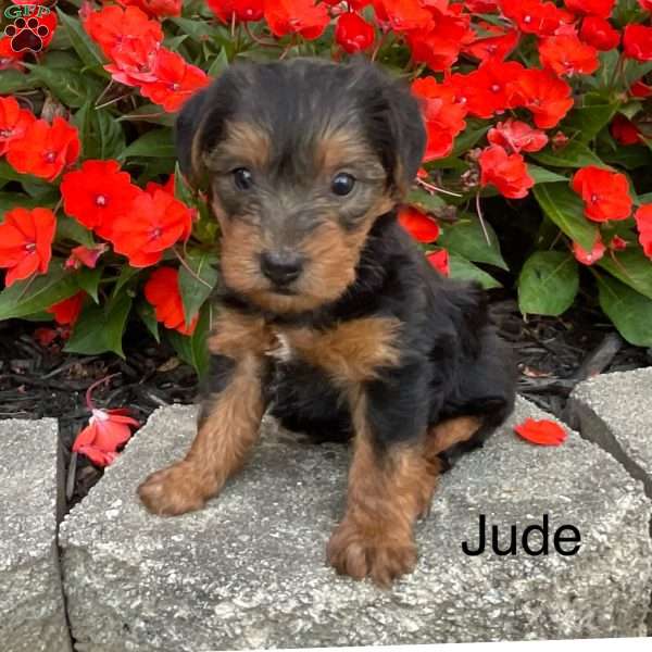 Jude, Yorkie Puppy