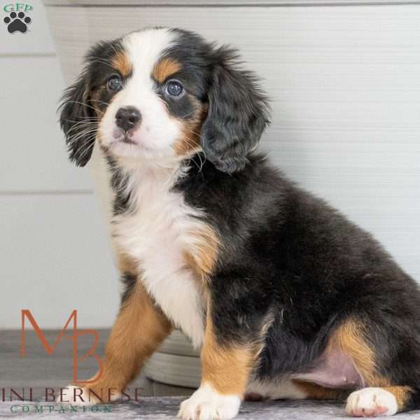 Kiara, Miniature Bernese Mountain Dog Puppy