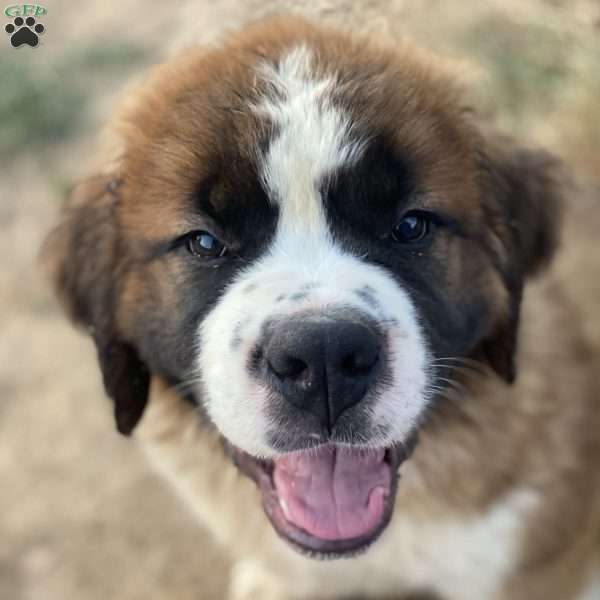 Royal, Saint Bernard Puppy