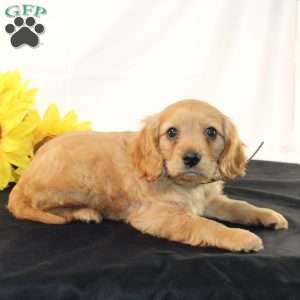 Zaine, Miniature Golden Retriever Puppy