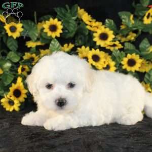 Applebud, Bichon Frise Puppy