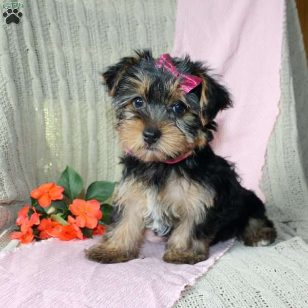 Wilma, Yorkie Puppy