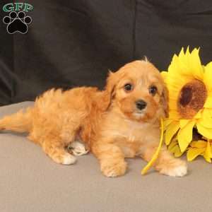 Kelly, Cavapoo Puppy