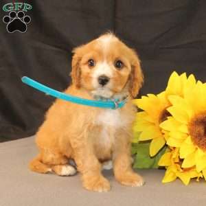 Kyle, Cavapoo Puppy