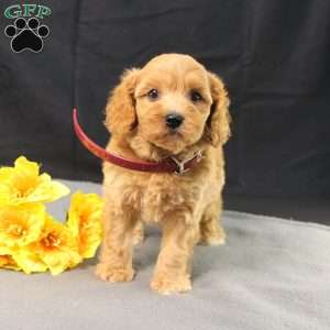 Dana, Golden Cavadoodle Puppy