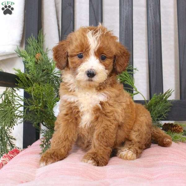 Ruby, Mini Goldendoodle Puppy