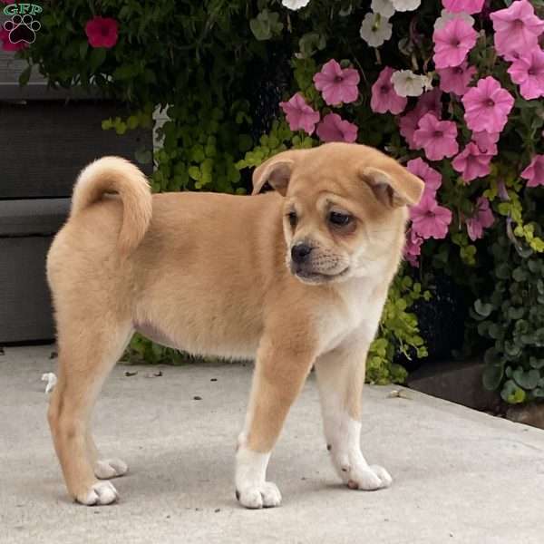 Alberta, Pug Mix Puppy