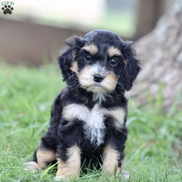 Dash, Cockapoo Puppy