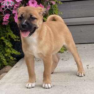 Alfie, Pug Mix Puppy