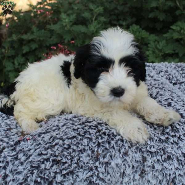 Cordelia, Portuguese Water Dog Puppy