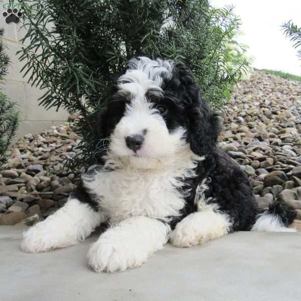 Winston, Mini Bernedoodle Puppy