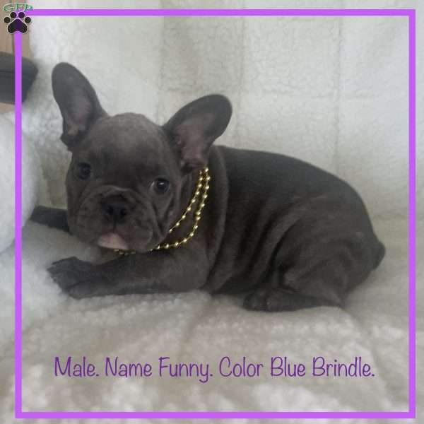 Funny, French Bulldog Puppy