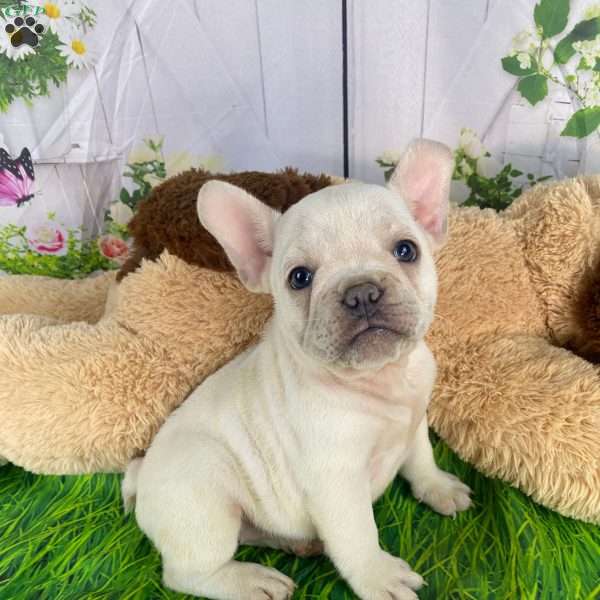 Freda, French Bulldog Mix Puppy