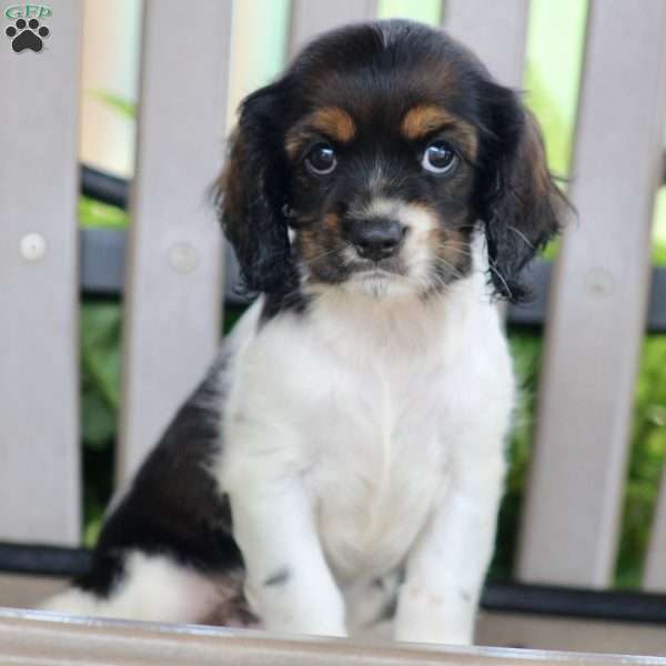 Lucy, Cockalier Puppy