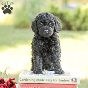 Moriah, Standard Poodle Puppy