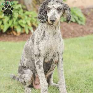 Moriah, Standard Poodle Puppy