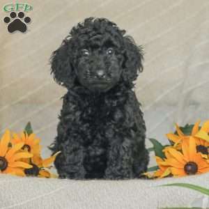 Moriah, Standard Poodle Puppy