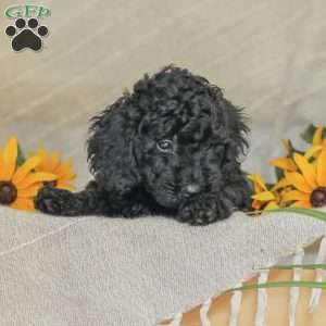 Moriah, Standard Poodle Puppy