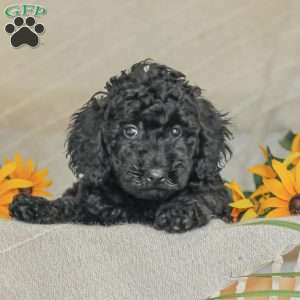 Moriah, Standard Poodle Puppy