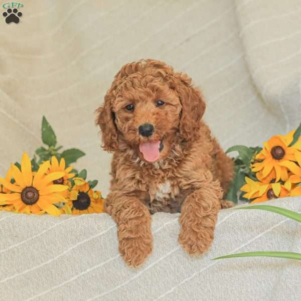 Madison, Standard Poodle Puppy