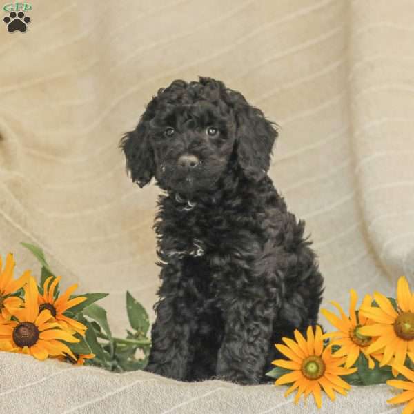 Mikeal, Standard Poodle Puppy