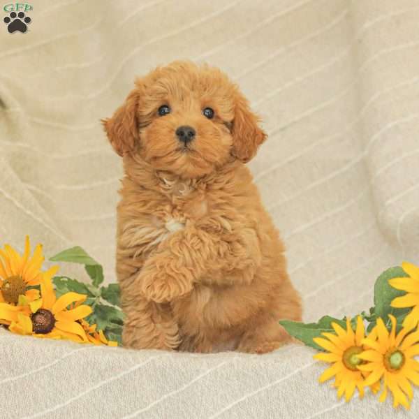 Landon, Mini Goldendoodle Puppy