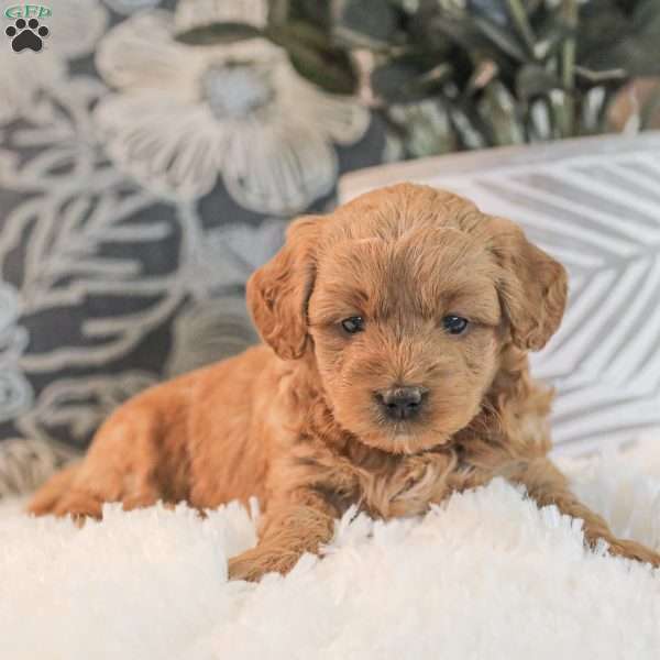 Moby F1bb, Mini Goldendoodle Puppy